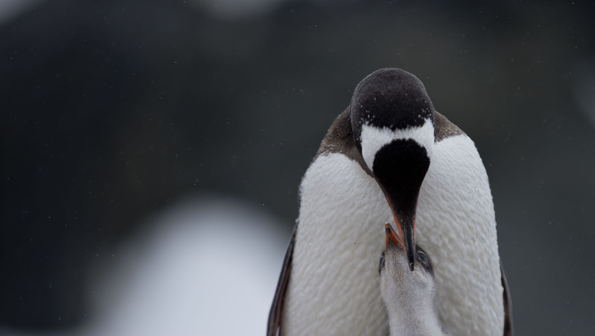 Gentoo penguin